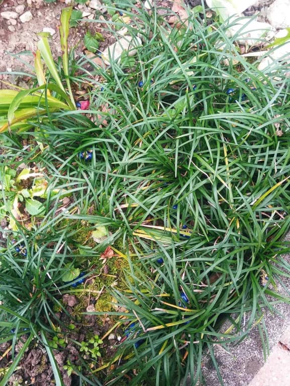 OPHIOPOGON JAPONICUS ROOT/PORIA COCOS/ACHYRANTHES JAPONICA/GANODERMA LUCIDUM/EUCOMMIA ULMOIDES BARK/DIOSCOREA JAPONICA ROOT/LYCIUM CHINENSE FRUIT/NELUMBO NUCIFERA SEED EXTRACT 대표 사진