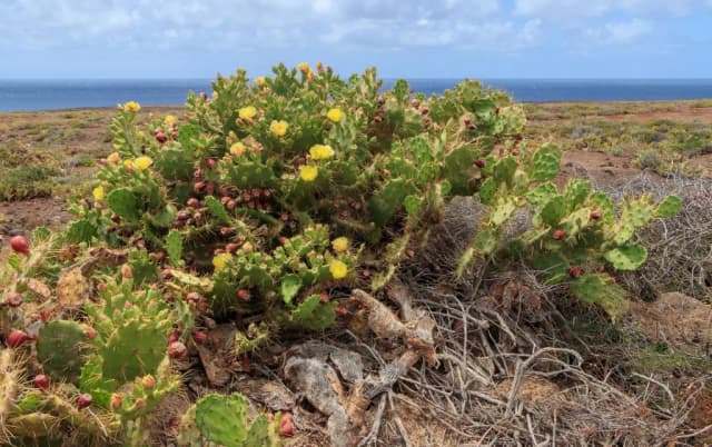 OPUNTIA DILLENII SEED OIL 대표 사진