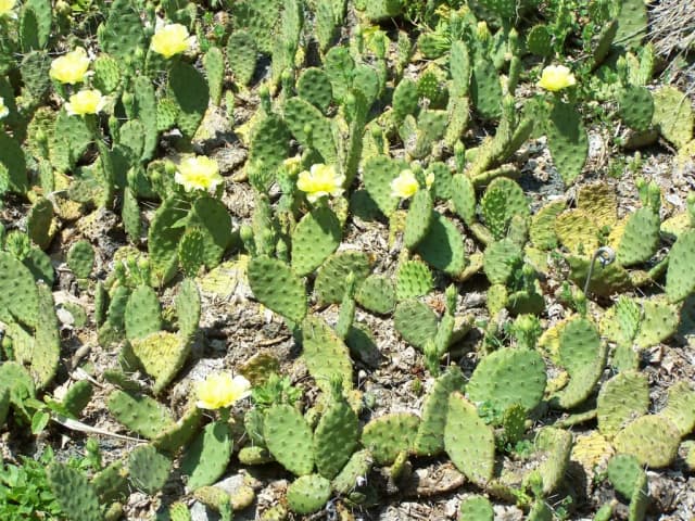 OPUNTIA HUMIFUSA STEM EXTRACT 대표 사진