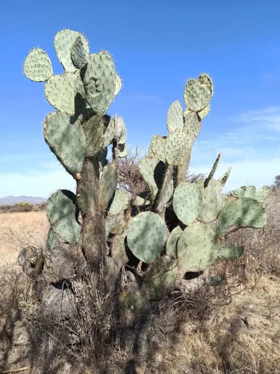 OPUNTIA ROBUSTA LEAF JUICE 대표 사진