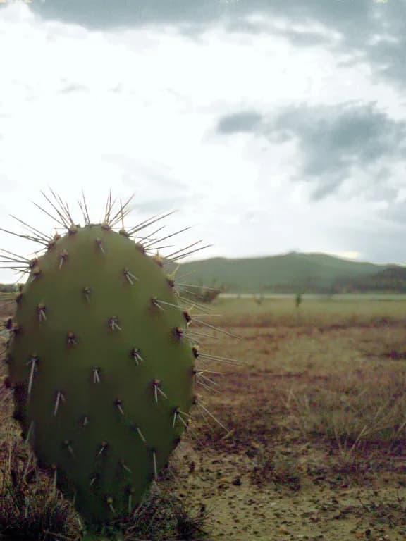 OPUNTIA TUNA LEAF EXTRACT 대표 사진