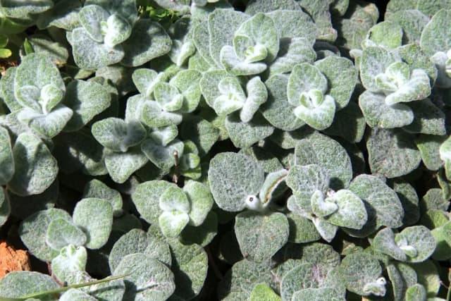 ORIGANUM DICTAMNUS FLOWER/LEAF/STEM WATER 대표 사진