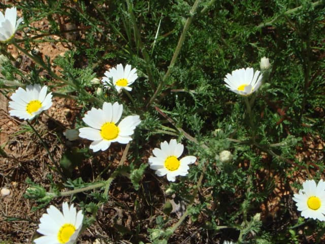 ORMENIS MIXTA FLOWER WATER 대표 사진