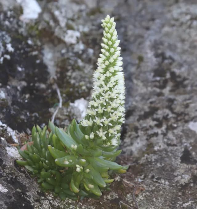 OROSTACHYS JAPONICA FLOWER/LEAF/STEM EXTRACT 대표 사진