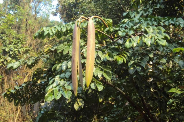 OROXYLUM INDICUM ROOT EXTRACT 대표 사진