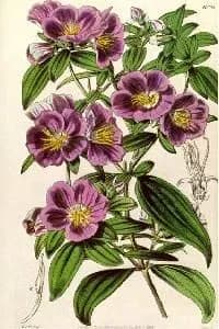 OSBECKIA CHINENSIS EXTRACT 대표 사진