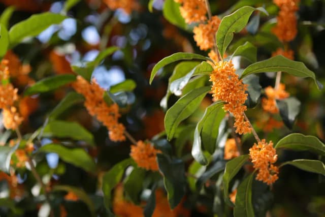 OSMANTHUS FRAGRANS LEAF EXTRACT 대표 사진