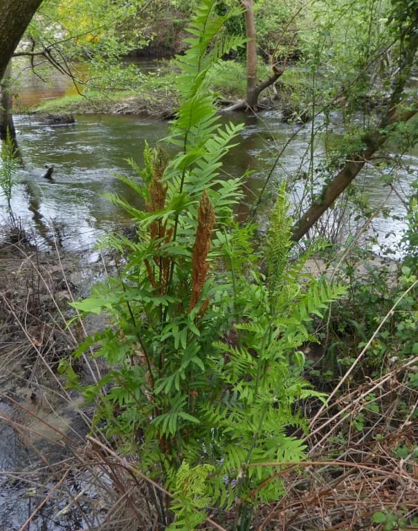 OSMUNDA REGALIS LEAF EXTRACT 대표 사진