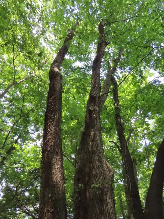 OSTRYA JAPONICA LEAF EXTRACT 대표 사진