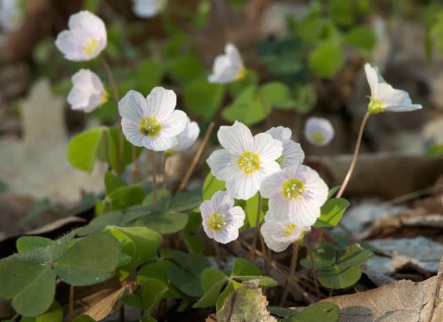 OXALIS ACETOSELLA EXTRACT 대표 사진
