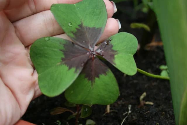 OXALIS TETRAPHYLLA EXTRACT 대표 사진