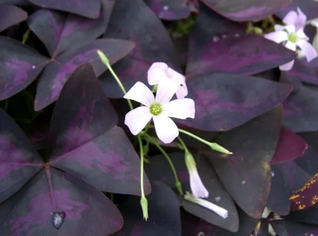 OXALIS TRIANGULARIS WATER 대표 사진