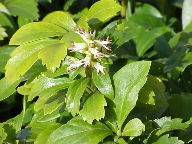 PACHYSANDRA TERMINALIS LEAF/STEM EXTRACT 대표 사진