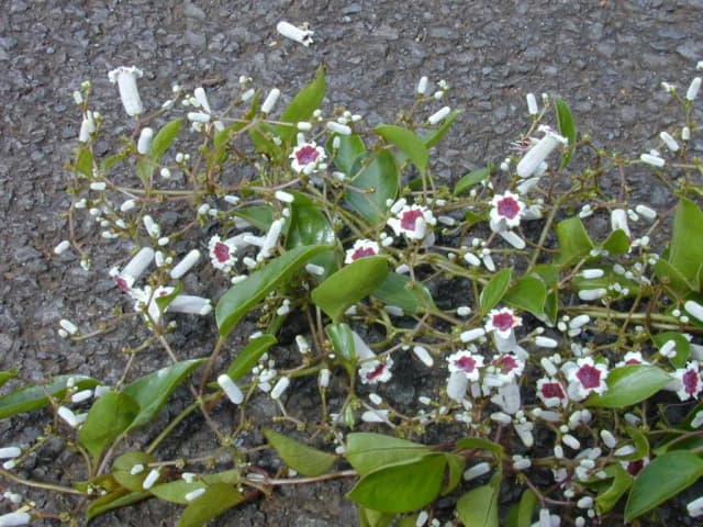 PAEDERIA FOETIDA EXTRACT 대표 사진