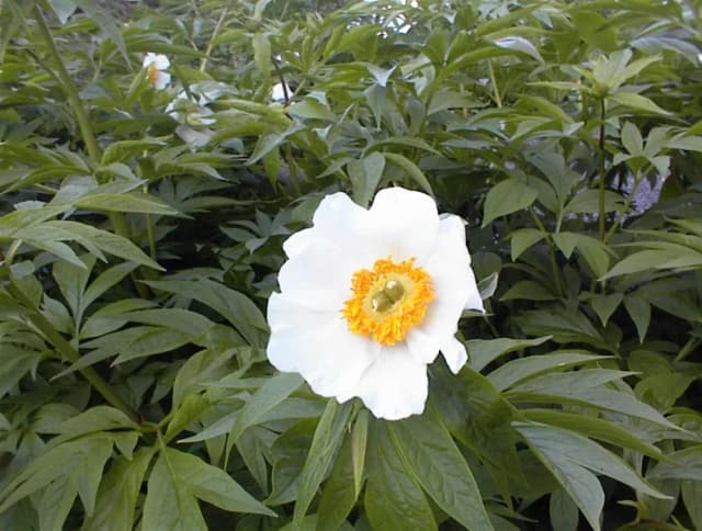 PAEONIA EMODI SEED OIL 대표 사진