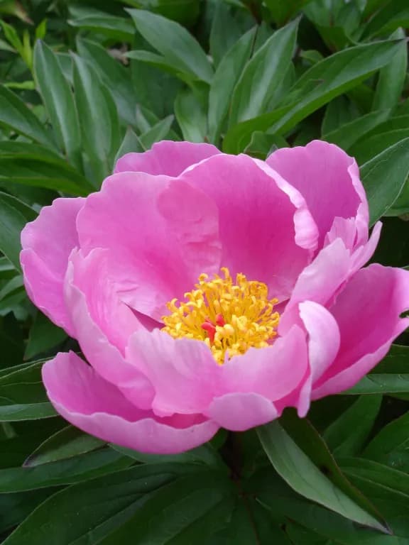 PAEONIA LACTIFLORA ROOT EXTRACELLULAR VESICLES 대표 사진