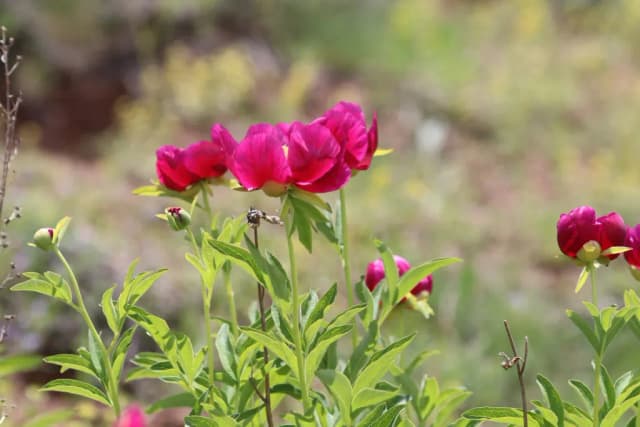 PAEONIA MASCULA CALLUS EXTRACT 대표 사진