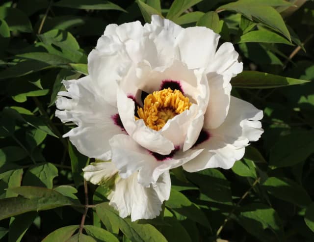 PAEONIA ROCKII SEED OIL 대표 사진