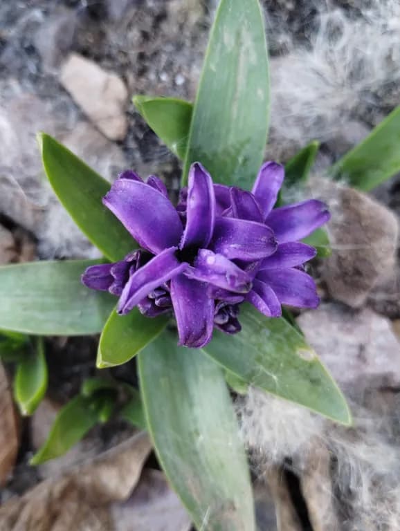 HYACINTHUS ORIENTALIS EXTRACT 写真