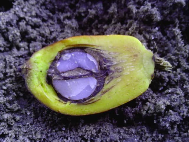 PALM KERNEL OIL TRIACETIN ESTERS 대표 사진