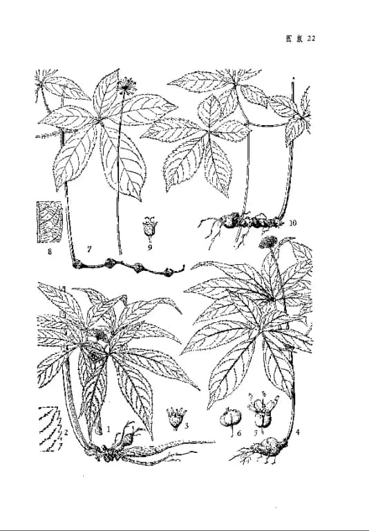 PANAX NOTOGINSENG ROOT EXTRACELLULAR VESICLES 대표 사진
