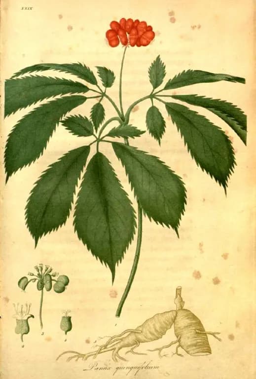 PANAX QUINQUEFOLIUS ROOT OIL 대표 사진
