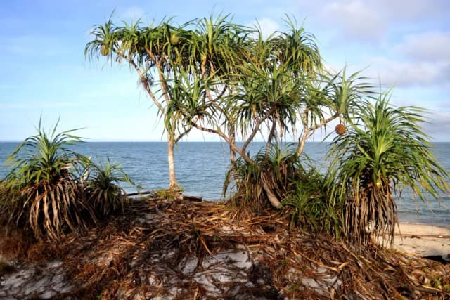 PANDANUS ODORATISSIMUS STAMEN EXTRACT 대표 사진