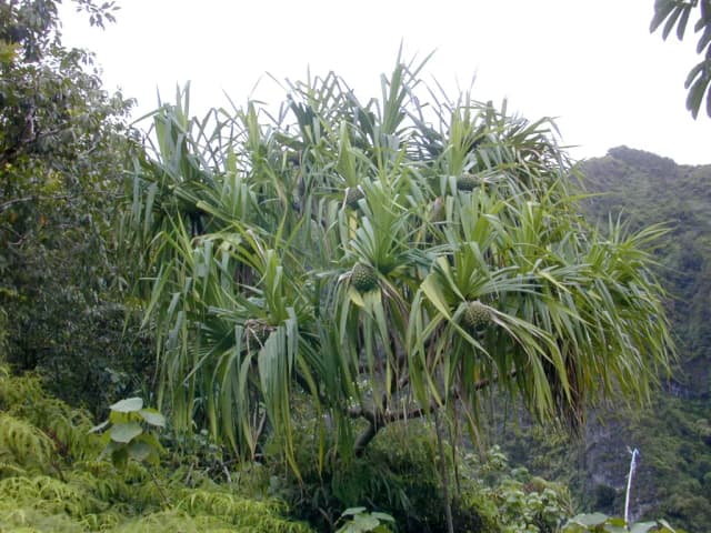 PANDANUS TECTORIUS FRUIT EXTRACT 대표 사진