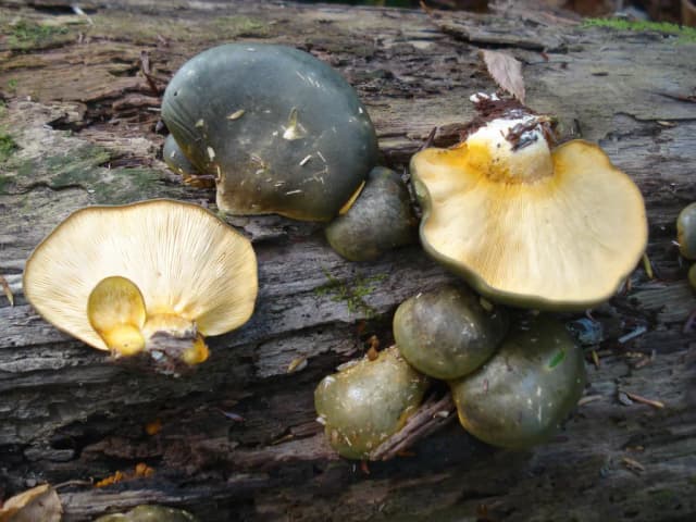 PANELLUS SEROTINUS MYCELIUM EXTRACT 대표 사진