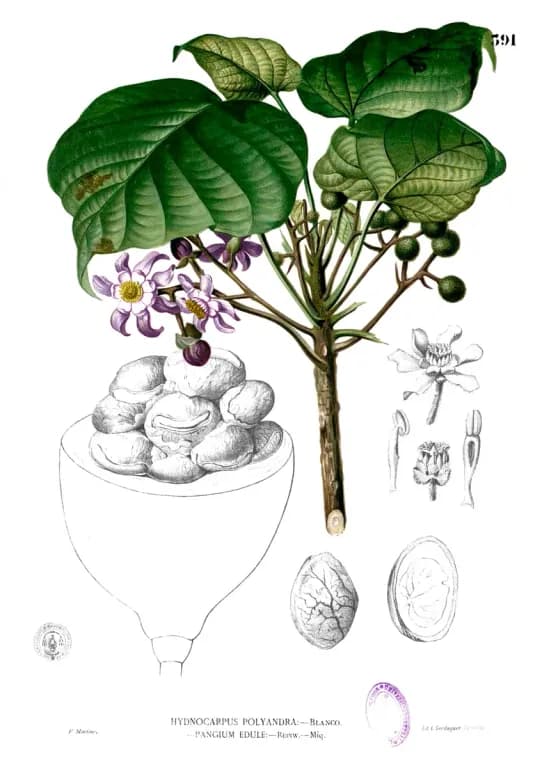 PANGIUM EDULE KERNEL OIL 대표 사진