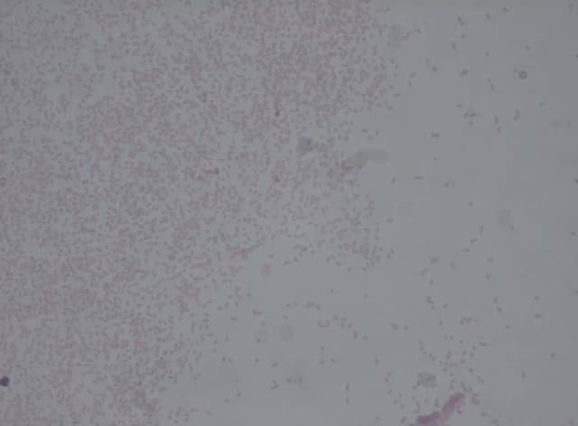 PANTOEA AGGLOMERANS EXTRACT 대표 사진