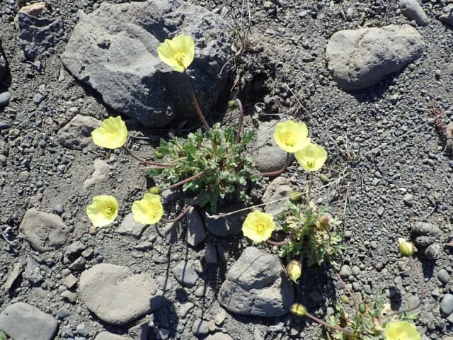 PAPAVER RADICATUM CALLUS EXTRACT 대표 사진
