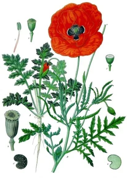 PAPAVER RHOEAS SEED 대표 사진