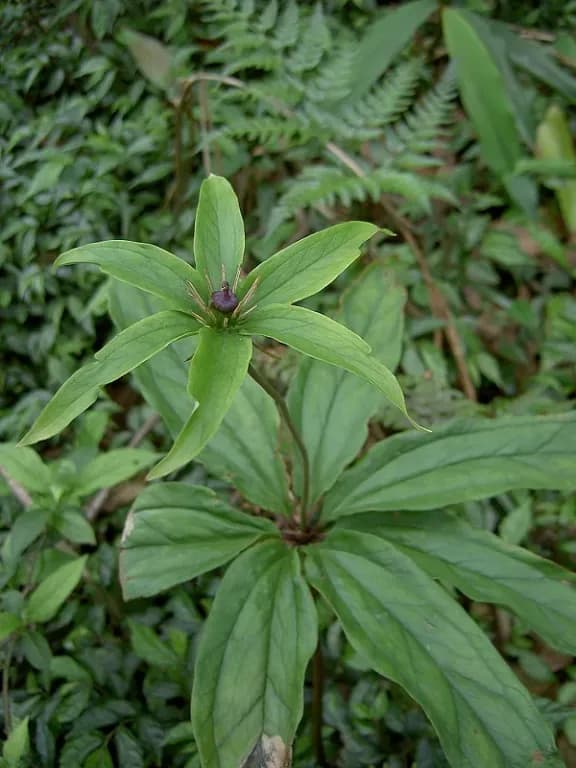 PARIS YUNNANENSIS RHIZOME EXTRACT 대표 사진