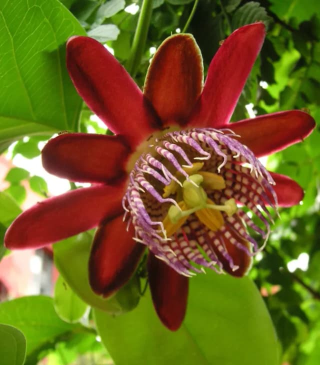 PASSIFLORA ALATA CALLUS EXTRACT 대표 사진