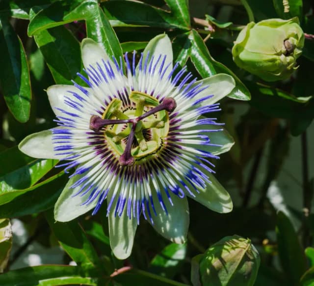 PASSIFLORA CAERULEA FLOWER EXTRACT 대표 사진