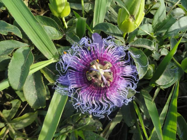 PASSIFLORA CINCINNATA SEED OIL 대표 사진