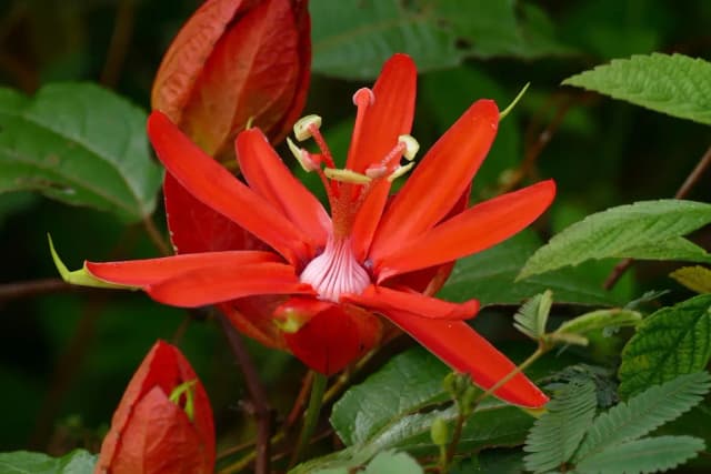 PASSIFLORA COCCINEA CALLUS EXTRACT 대표 사진