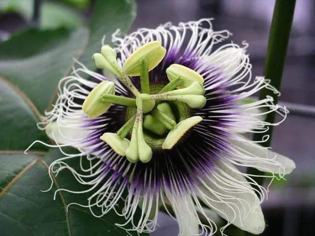 PASSIFLORA EDULIS SEEDCAKE EXTRACT 대표 사진