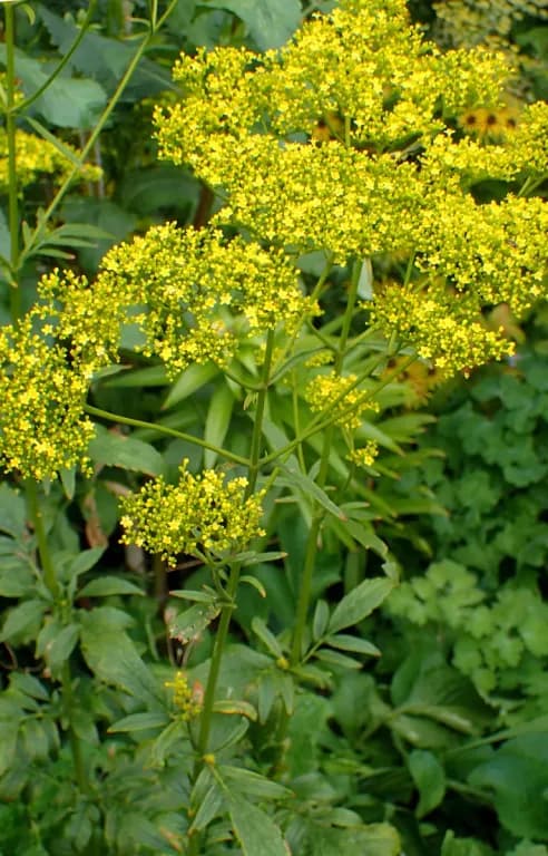 PATRINIA SCABIOSIFOLIA ROOT EXTRACT 대표 사진