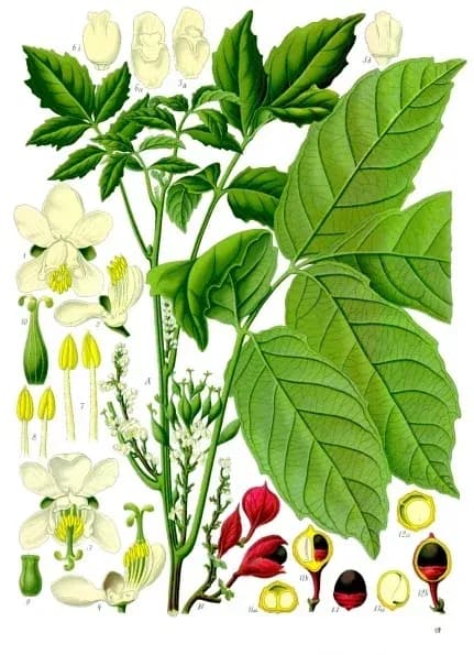 PAULLINIA CUPANA SEED WATER 대표 사진