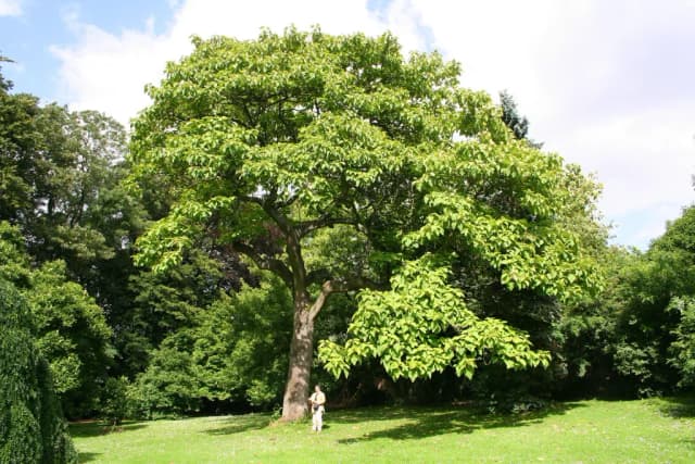 PAULOWNIA TOMENTOSA WOOD EXTRACT 대표 사진