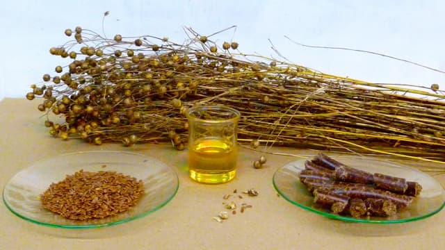 Linseed oil 대표 사진