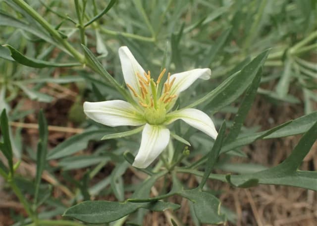 PEGANUM HARMALA SEED EXTRACT 대표 사진
