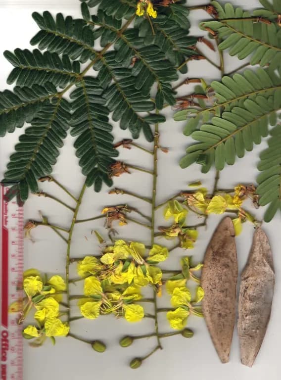 PELTOPHORUM DASYRHACHIS BARK POWDER 대표 사진