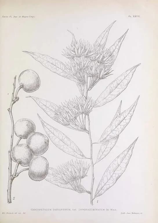 PENTADIPLANDRA BRAZZEANA ROOT EXTRACT 대표 사진