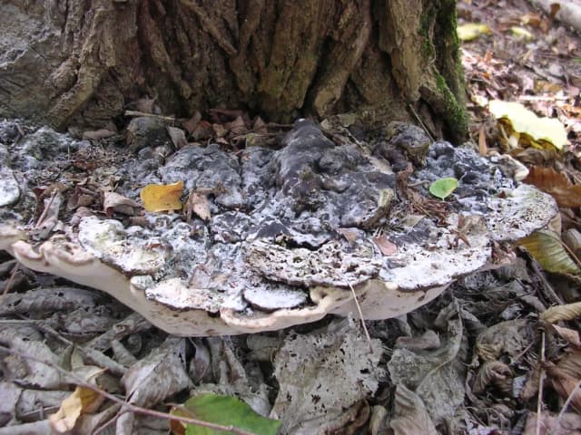 PERENNIPORIA FRAXINEA EXTRACT 대표 사진