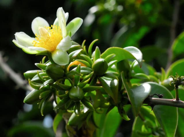 PERESKIA ACULEATA CALLUS EXTRACT 대표 사진