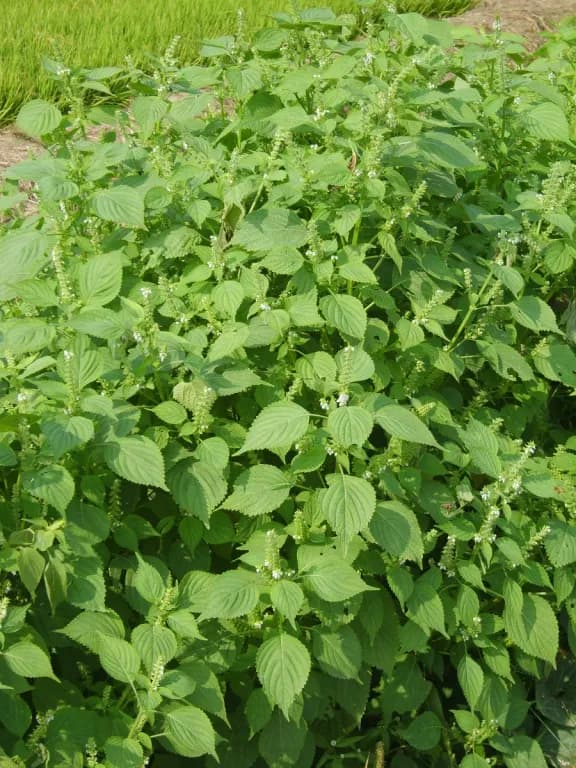 PERILLA FRUTESCENS LEAF/STEM/PRUNUS MUME FRUIT/(CENTELLA ASIATICA/CAMELLIA SINENSIS) LEAF EXTRACT 대표 사진
