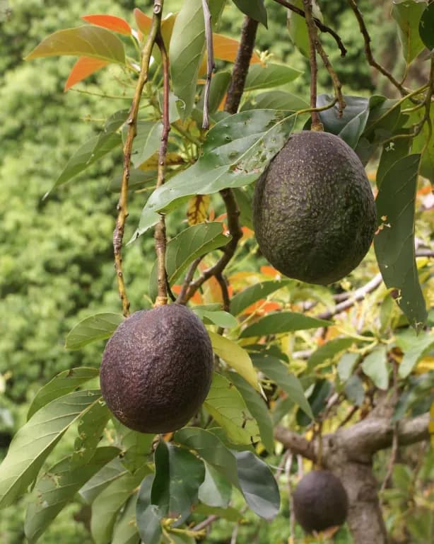 PERSEA GRATISSIMA PULP EXTRACT 대표 사진
